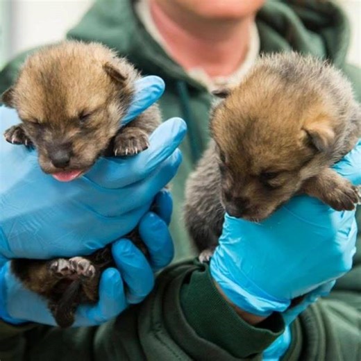 AWWW! Meet the newest additions to the Brookfield Zoo! These Mexican gray wolves came to the zoo as part of its "cross-fostering" program -- 2 pups from the zoo's litter were placed in a wild pack from New Mexico, and 2 wild-born puppies were placed in the zoo's pack. It's all part of the zoo's recovery program for the species. | WGN TV