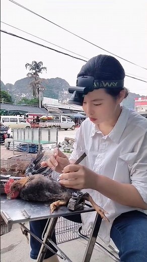 Chicken Caponization: The Practice of Rooster Castration 👀