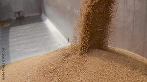 agricultural combine unloading pouring grains in a semi-trailer truck