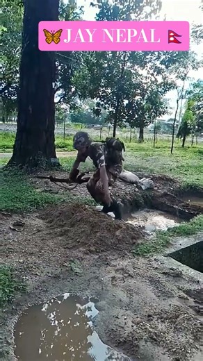 Nepal Army Hard Training | Tough Military Drills & Physical Test in Nepal Army 2025