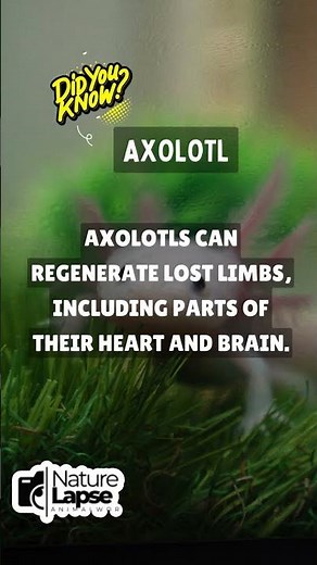 "Axolotl Regeneration: The Animal That Heals Itself!"