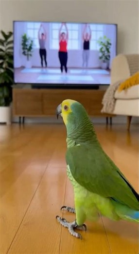 Hilarious! Parrot Works Out with TV Instructors #parrot #fitness #exercise