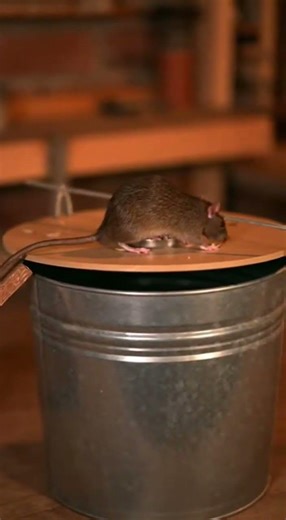 The most perfect homemade mouse trap idea at your fingertips #DIY #PestControl #HomeHacks