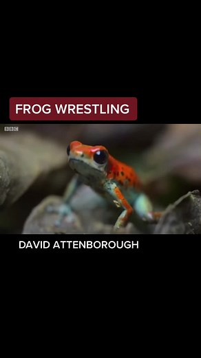 Frog Wrestling with David Attenborough