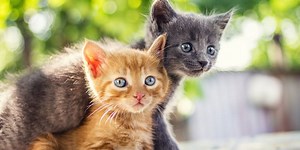 Choisir un chat mâle ou femelle ?