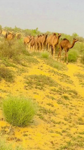 jam ilyas cholistani on TikTok