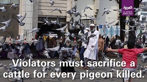 Pigeons in the holy city of Mecca are privileged, here's why... | Al Arabiya English