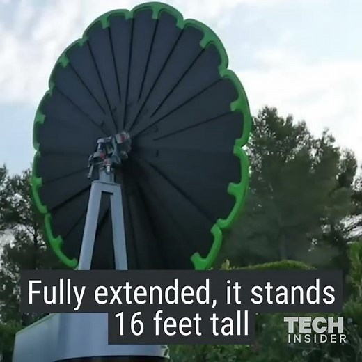 This blooming sunflower collects energy from the sun