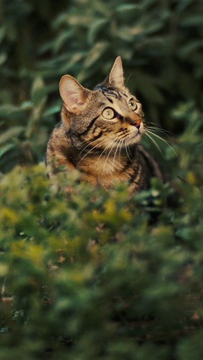 Are you looking for an effective, plant-based litter? 🐾 Try Almo Nature Natural Soft Texture Cat Litter, the clumping and biodegradable litter that makes your life easier whilst taking care of the Planet 💚 Find out where to get it at: https://www.almonature.com/en/almo-nature-natural-cat-litter | Almo Nature