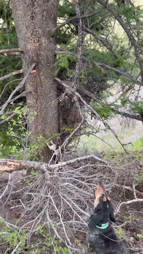 DRY GROUND MOUNTAIN LION! #dryground #lion #cougar #hounds #houndhunt #mountainlion #puma #dogs