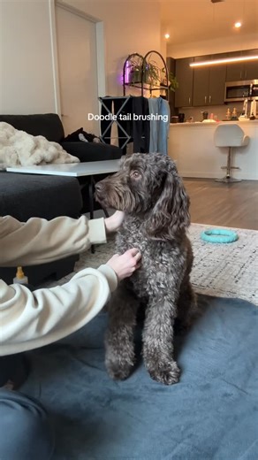 L O U I S🐾 | AUSTRALIAN LABRADOODLE on Instagram: "Step 1: brush the floofy tail #dogsofinstagram #dogs #labradoodle #dogmom #doggrooming @burtsbees"