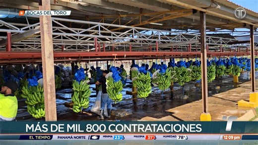 Chiquita Panamá reporta más de 1,800 contrataciones tras reactivación de operaciones