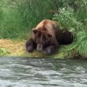Wait for it.. It never ceases to amaze us how quick these bears are! #SharingAlaska by @ethanpatrickbaca | Sharing Alaska