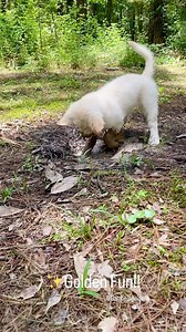 ✨ Chocolate Covered Golden Fun!!! Mama Jazz when she was a wee one! 🐾🐾💕 #goldenretrieverpup #goldenretrieverpuppies #goldenretrieverslovex #chocolatecovered #goldenretrieverfunny #goldenretrievers #goldenretrieversrule | Gambel's Goldens