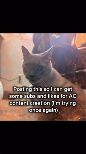 #animalcompany #cat #help #support #fyp