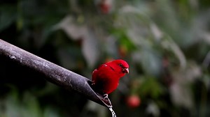 male Scarlet Finch (血雀,Carpodacus sipahi), in Yunnan province. It is resident in the Himalayas, but many birds winter to the immediate south. ❤️(蓝天摄影) ❤️❤️❤️ #China #nature #birds #wildlife #travel #peace #beauty #beautiful #love | Lin hillside