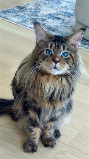 cat video ! cat voice ! cat sound ! cat meowing #shorts​ #short #youtubeshorts​ #cat​ #cats​