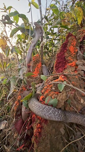 such a long snake alone in the forest | Sujay snake saver