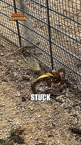 A Man Rescued A Lizard That Immediately Got Stuck Again #AnimalRescue #KindnessMatters #Wildlife #NatureLovers #Compassion #Heartwarming #ViralVideo #GoodPeopleStillExist #RescueStory #InspiringActs | Animals Behavior