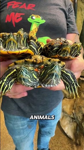 3 Real Stories of Possessed Animals Caught on Camera