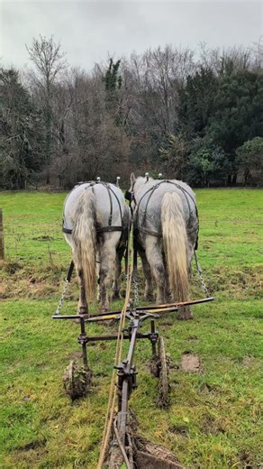 Harnessed to the Land | Second opening scratch done Ploughing with Percheron draft horses Plowing on the farm #percherons #percheronsofinstagram #drafthorse... | Instagram