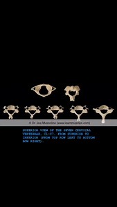 12 reactions |  LearnMuscles.com  Excellence-in-education...