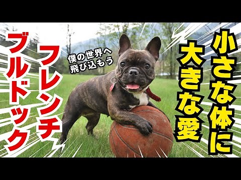 【フレンチブルドック完全ガイド】特徴、性格、歴史から飼育のコツまで
