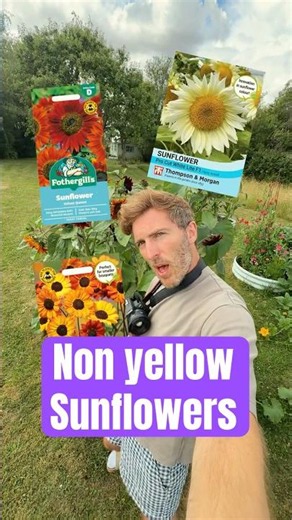 3 Sunflower Varieties That Aren't Yellow🌻
