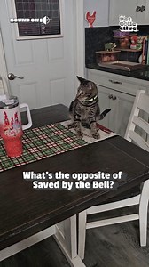 75K views · 483 reactions | He was SO confused!  (Via - Vicki G.) #Cats #Funny #CatLife #CatMemes #Kittens #Kitten To license content found in this video, email licensing@jukinmedia.com | The Pet Collective | Facebook