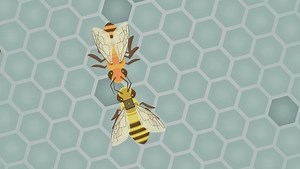 Maths inside bees and beehives - ABC Education
