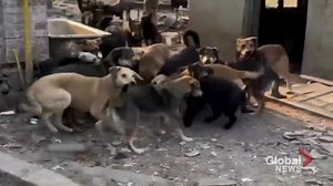 Canadian donations help abandoned pets in Ukraine as need for food and medicine grows