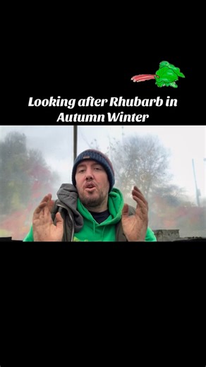 55 reactions |  Looking After Your Rhubarb in Autumn & Winter! ...