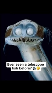 270K views · 1.5K reactions | The telescopefish is a deep-sea species...