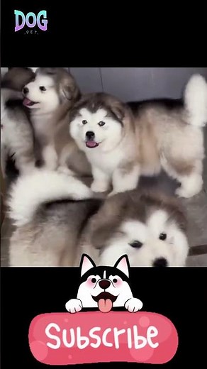 Male dog mating problems & how dogs breed