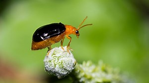 390K views · 6.9K reactions | Ancient astronaut theorists believe it's possible that certain creatures, such as the Bombardier Beetle, may have been placed on Earth by aliens! | The Unxplained Zone | Facebook