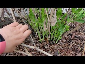 Indigo Plant Care and New Growth