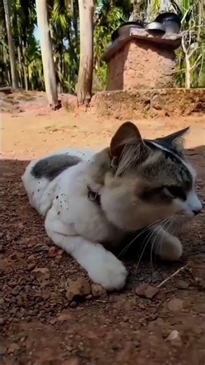 my Pet Cat 🐈 Patlu |@DayWithPranam