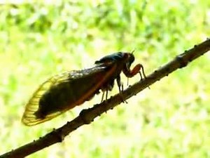 Cicada Song