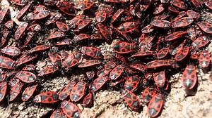 The firebug Pyrrhocoris apterus crawling over the tree bark. Common insect of the family Pyrrhocoridae. Aggregation behavior of the big moving group of firebugs. Close up. Selective focus