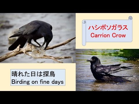What is “Carrion Crow” (Corvus corone) eating?