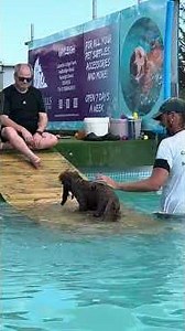 Cockapoo Stanley Poochie did so well for his first swim 🐾💦💕🇬🇧