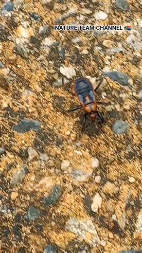 NATURE TEAM 🇿🇦 INSECTS ‪@EleenVorster‬ #insects #bugs #nature