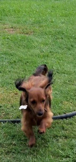 Dachshund running in slow motion