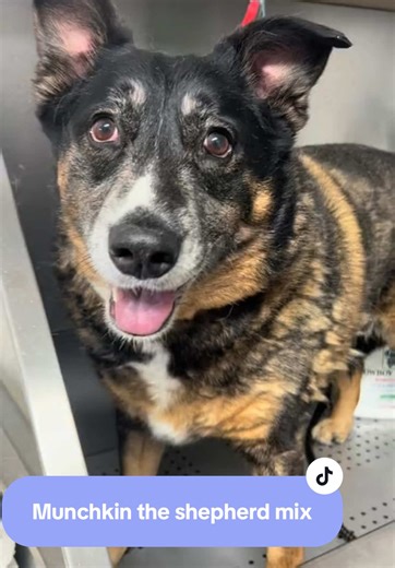 Satisfying Dog Deshedding Process with Munchkin