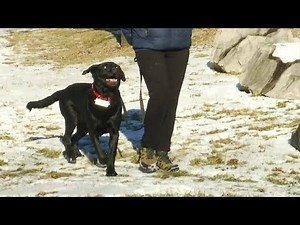 Sonar collar helps blind dog see