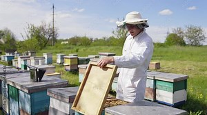 Beekeeper working in hive on nature. Beekeeper holding and inspecting the honeycombs on the wooden frame with bees