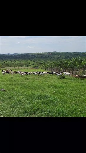 Good morning farmers and Entrepreneurs #jamiebarbiefarms