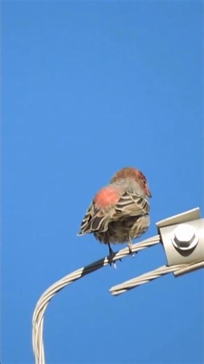 Male House Finch(Haemorhous Mexicanus)