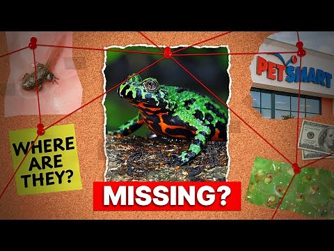 Where Did These Frogs Go?! (Extinct?)