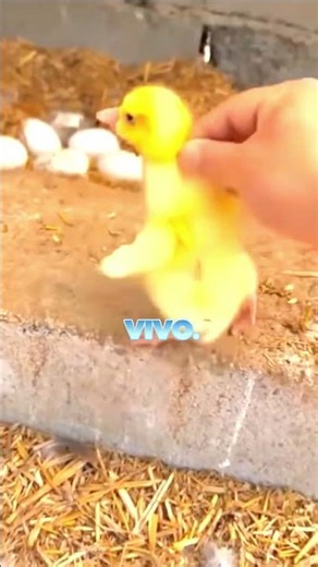 Little Duck Actor 😂🦆